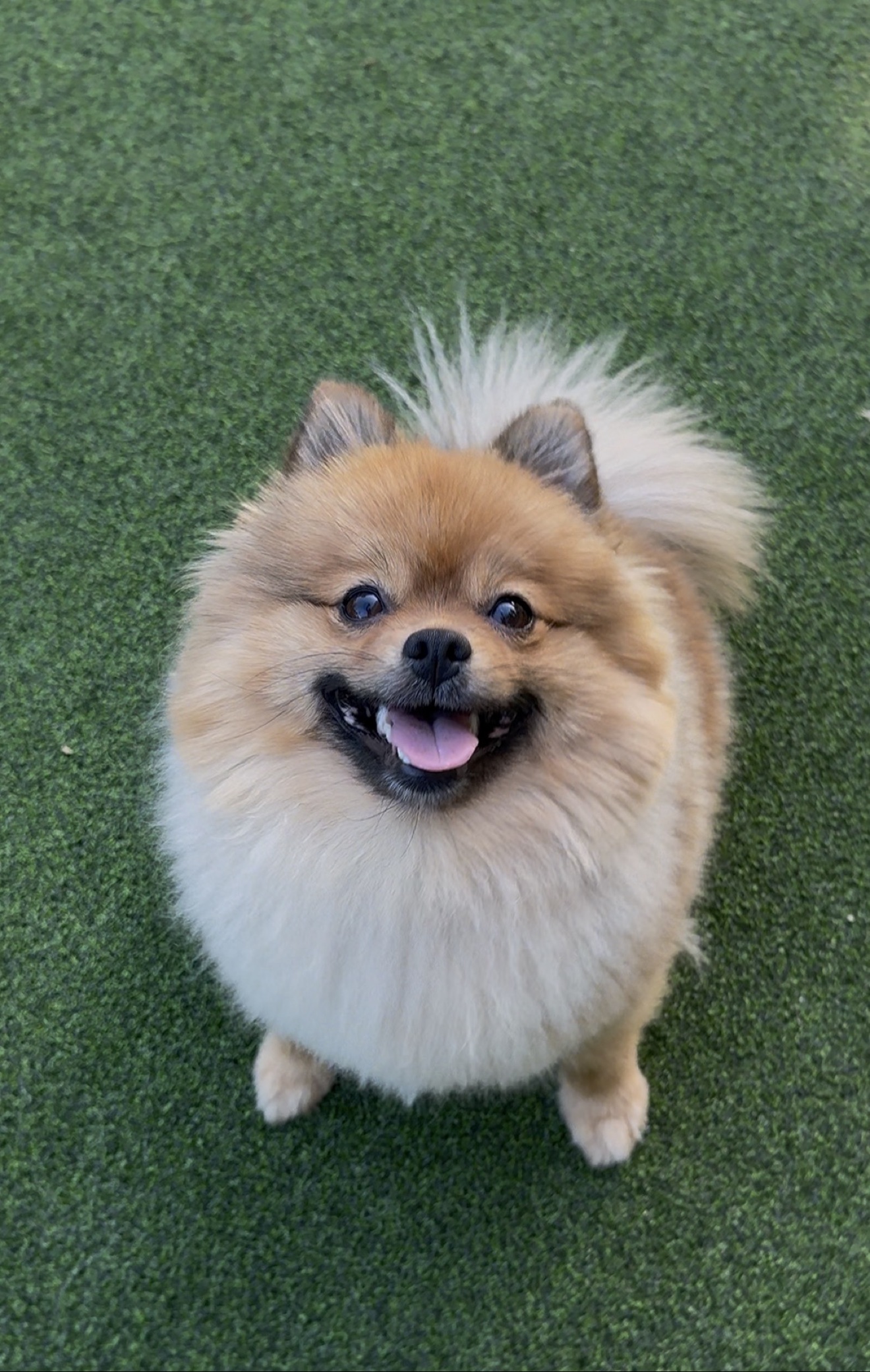 Cookie, a smiling small orange Pomeranian, looking up from the grass